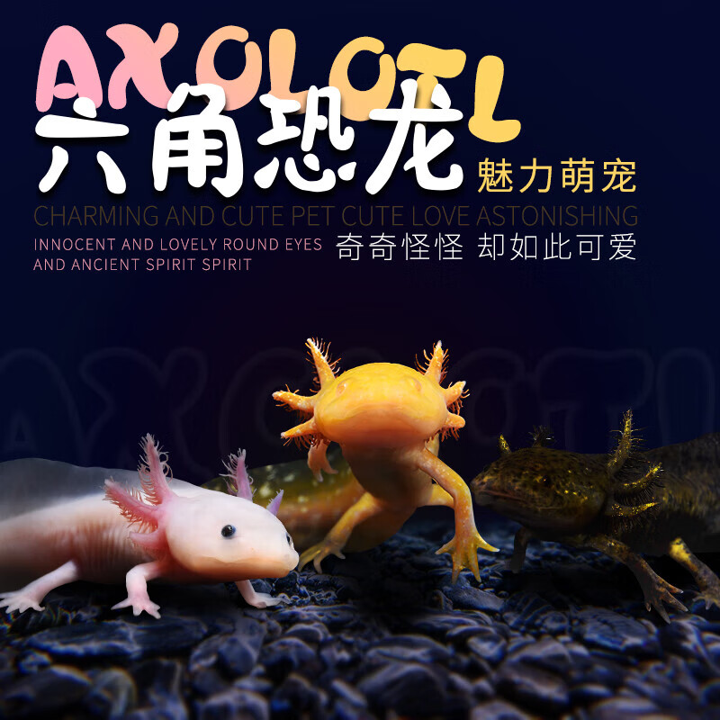 森悠六角恐龙活体怎么样,质量如何,让您轻松享受养鱼乐趣