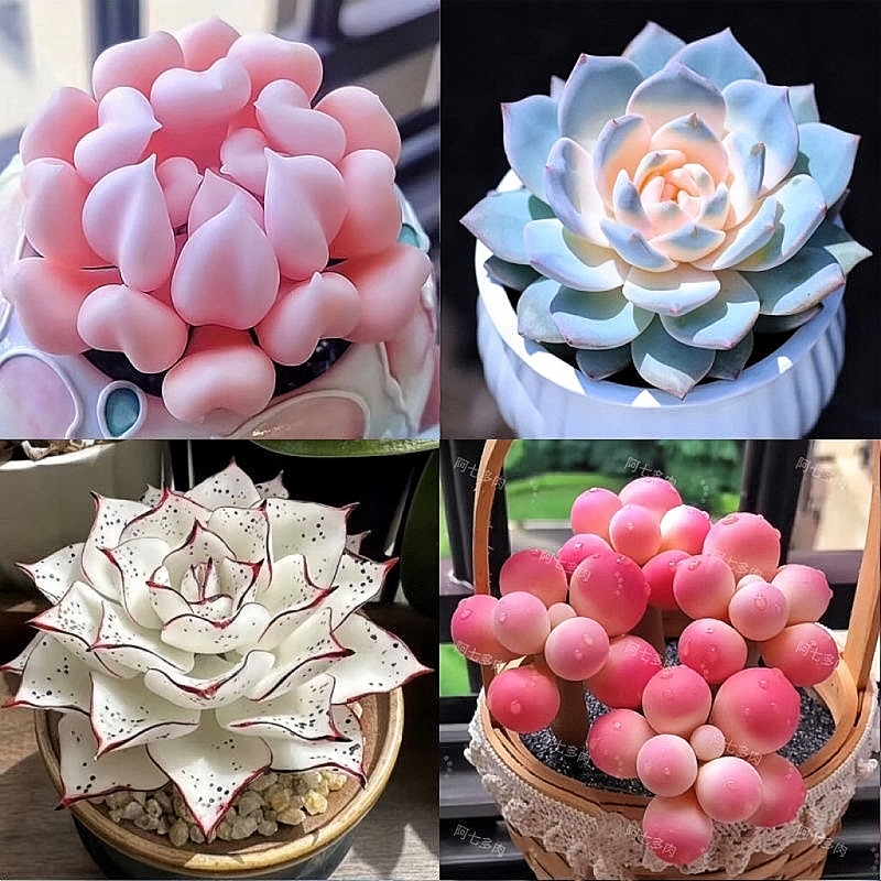 多肉植物:自然馈赠的绿色精灵