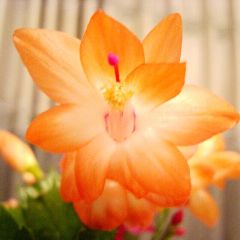 蟹爪兰喜欢酸性还是碱性土壤?答案来了!