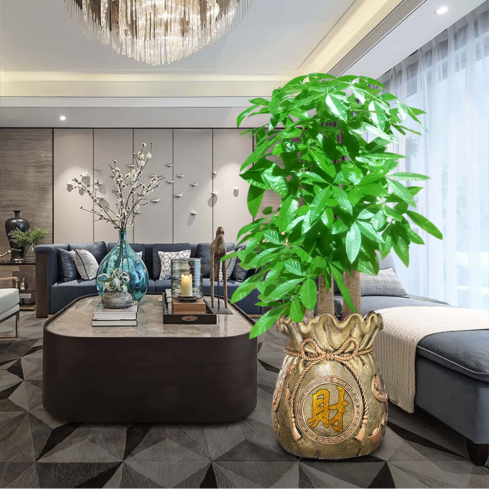 客厅绿植新宠:这9款发财树让你家财气与颜值双丰收