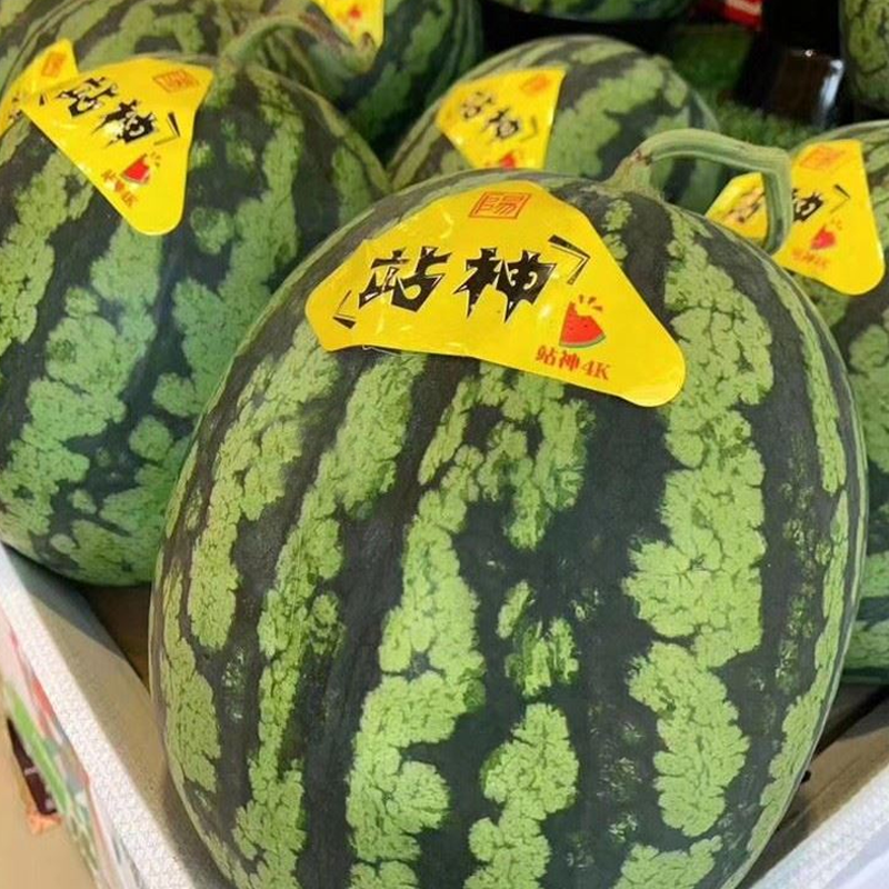 夏日味蕾的甜蜜暴击:这颗西瓜凭什么征服挑剔食客?